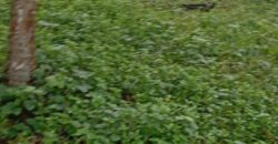 Land for Sale – Rajagiriya