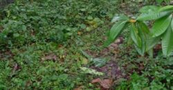 Land for Sale – Rajagiriya