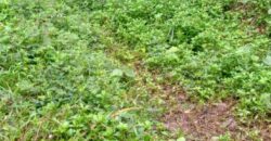 Land for Sale – Rajagiriya