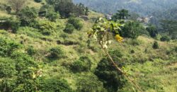 Land for Sale – Galaha